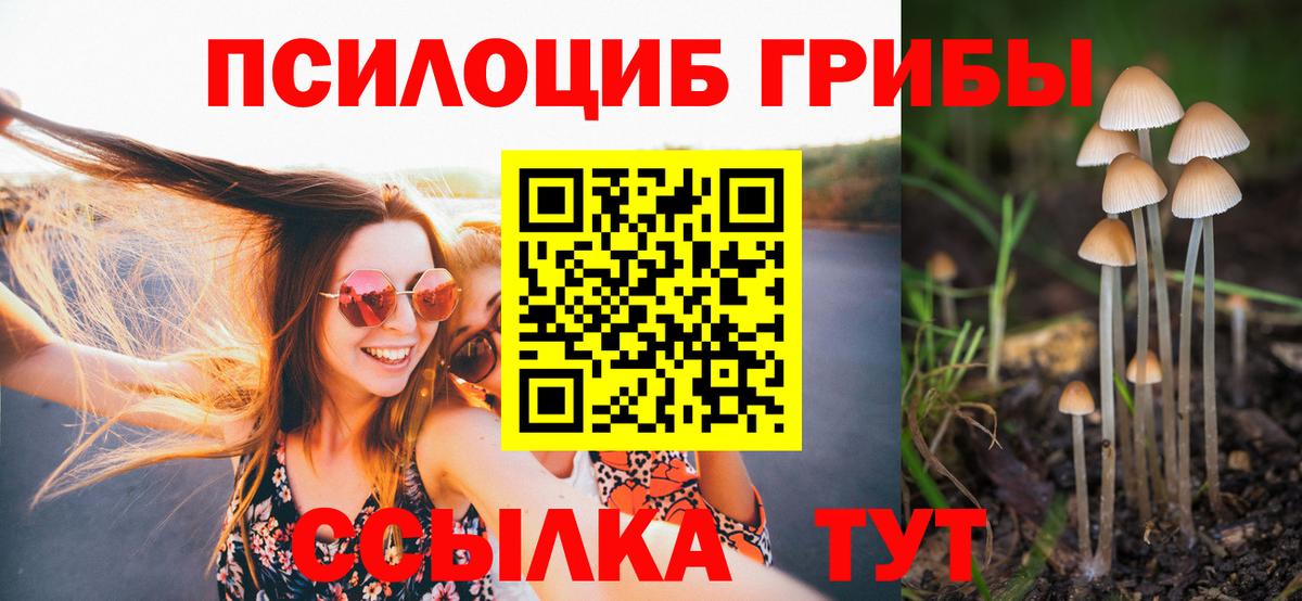 Галлюциногенные грибы Psilocybe Северск